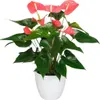 Langue de feu - Anthurium 'Maine Pink' - Hauteur 55-70cm - Voir les images du produit 7