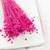 Flachs Getrocknete - (Leinen) - Fuchsia Produktbild-Vorschau 5