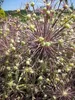 Sternkugel Lauch - Allium albopilosum Christophii Produktbild-Vorschau 1