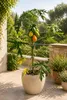 Papaya „Bisexual“ ca. 120 cm – Carica papaya – exotischer Produktbild-Vorschau 3