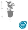 Plantes couvre-sol - Fraise des bois - Fragaria vesca - Pot Voir les images du produit 4