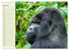 Berggorillas im Herzen Afrikas (Wandkalender 2027 DIN A3 Produktbild-Vorschau 7