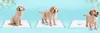 Three golden retriever puppies are shown on blue background, each on a white training pad with blue trim. The puppies are in different poses, demonstrating the use of the pads. Náhľad obrázku produktu