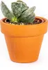 Gardners Lithops mix, priemer 6 cm Náhľad obrázku produktu 4