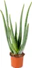 Bloomique - Aloe Vera - Plantes d’intérieur - Plantes Voir les images du produit 1