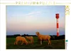 Calvendo Schafe am Leuchtturm 1000 Teile Puzzle quer Produktbild-Vorschau 3