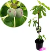 A potted fig tree with a close-up inset of figs on a branch. Náhľad obrázku produktu