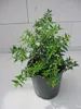 Brautmyrte - Myrtus communis Microphylla Produktbild-Vorschau 1
