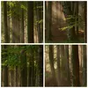 Bild auf Leinwand - Leinwandbild - Wald Baum Natur - Produktbild-Vorschau 8