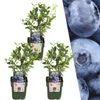 Plants by Frank | 3 Heidelbeerpflanzen 100% Biologisch | Produktbild-Vorschau 1