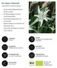 Dehner Bio Stauden-Set Großer Alpengarten, 8 verschiedene Produktbild-Vorschau 10