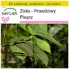 SAFLAX - Zestaw do uprawy - Zioła - Prawdziwy Pieprz - 20 Podgląd zdjęcia produktu 10