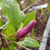 Magnolia Susan 2L Podgląd zdjęcia produktu 2