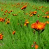 6 x Orangerotes Habichtskraut - Hieracium aurantiacum  | Produktbild-Vorschau 2