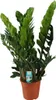 Štastná rostlina Zamioculcas Zamiifolia, pokojová rostlina, Náhled obrázku produktu 1