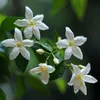 Jaśmin gwiazdkowy - 3 szt - Jasminum 'Officinale' - Podgląd zdjęcia produktu 3