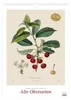 DUMONT Wandkalender Alte Obstsorten 2027, 50 x 70 cm, mit Produktbild-Vorschau 1
