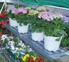 Palram - Canopia Gewächshaus Regaleinsatz Twin Grau Produktbild-Vorschau 3