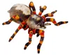 Nature Zoom|Die Spiegelburg Spinne - Nature Zoom Wild Produktbild-Vorschau 1