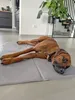 Kühlmatte für Hunde, 75x120 cm, grau Produktbild-Vorschau 7
