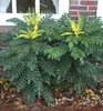 Mahonie 'WINTER SUN' 60-70 cm, Cont. 2,5 l Produktbild-Vorschau 2