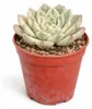 Echeveria « Moon Fairy » panachée - Echeveria rare - Pièce Voir les images du produit 2