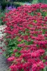 Monarda fistulosa 'Gardenview Scarlet', Indianernessel, Produktbild-Vorschau 7