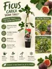 Vijgenboom 'Brown Turkey', circa 30 cm – Ficus carica, Productafbeelding-voorbeeld 2