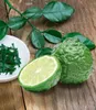 BALDUR Garten 1x Kaffir-Limette, Pflanze im 12 cm-Topf, Produktbild-Vorschau 1