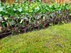 Beetzaun Vintage Produktbild-Vorschau