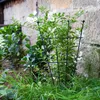 Jardin Support de plantes en métal de haute qualité pour Voir les images du produit 6