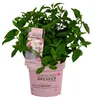 Dehner Bodendecker-Rispenhortensie Groundbreaker® Blush™, Produktbild-Vorschau 3