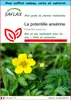 SAFLAX Ensemble-cadeau - La potentille ansérine  - 20 Voir les images du produit 1