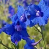 6 x trpasličí stračka  - Delphinium grandiflorum 'Blauer Náhled obrázku produktu 1