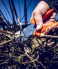 Záhradné nožnice orig.Löwe 1.104 celková d.210mm rezná Náhľad obrázku produktu 9