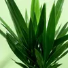 Green boutiQ - Zimmerpflanze - Yucca elephantipes - Yucca - Produktbild-Vorschau 5