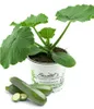 Enseleits 2er Set Zucchini Pflanze grün (Cucurbita pepo), Produktbild-Vorschau 2