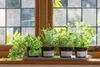Samolepicí fólie průhledná Glasdekor Transparent Reisp. Náhled obrázku produktu 5