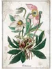 INTERDRUK Puzzle Botanic : Hellébore 1000 pièces Voir les images du produit 2
