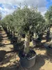 Olivenbaum XXL ca. 60 Jahre Alt Winterhart bis -17 Höhe ca. Produktbild-Vorschau 4