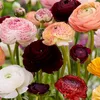 Bloomique - Mix 50 - Jaskier - Jaskier - Mix kolorów - Podgląd zdjęcia produktu 5