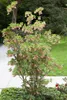 Glockenstrauch (Enkianthus campanulatus), wysokość 60-80 Podgląd zdjęcia produktu 3