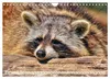 Waschbär - Niedlicher Allesfresser (Wandkalender 2027 DIN Produktbild-Vorschau 15