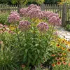 3x Eupatorium purpureum, purpurfarbene Pflanze, 20 cm hoch, Produktbild-Vorschau 5