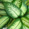 Green BoutiQ - Green is... Plantes d'intérieur - Voir les images du produit 5