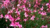 Stauden Gänge 3 x Gaura lindheimeri 'Siskiyou Pink‘ - Produktbild-Vorschau 4
