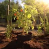 A tomato plant in a pot outdoors, with sunlight filtering through the leaves. Produktbild-Vorschau