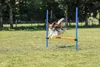 TRIXIE Fun Agility Hürde - blau/orange - 113 × 110 cm, ø 3 Produktbild-Vorschau 1