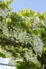 Wisteria floribunda Alba - bílý modrý déšť Náhled obrázku produktu 8