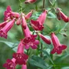 6 x Großblütiger Bartfaden  - Penstemon 'Andenken An Produktbild-Vorschau 2